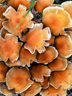 Pilze