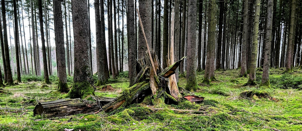 A beautiful hike in the forest Odenwald