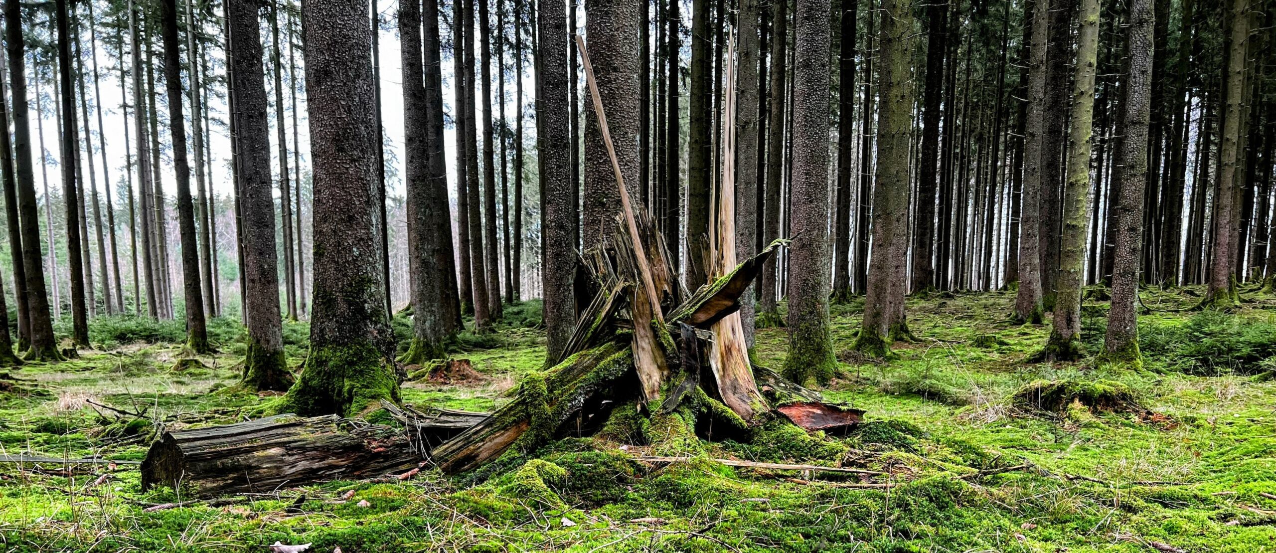 A beautiful hike in the forest Odenwald