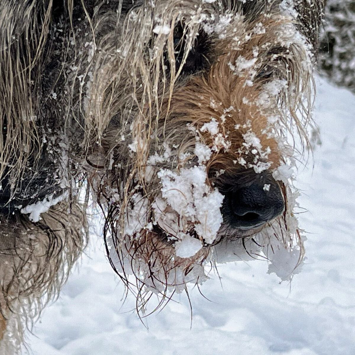 Schneeklumpen