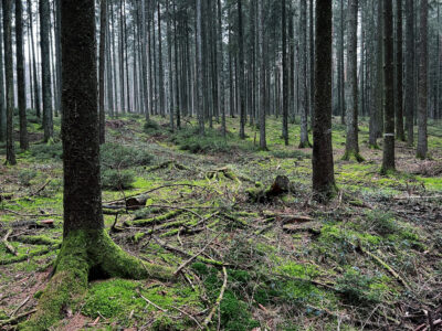 Wald