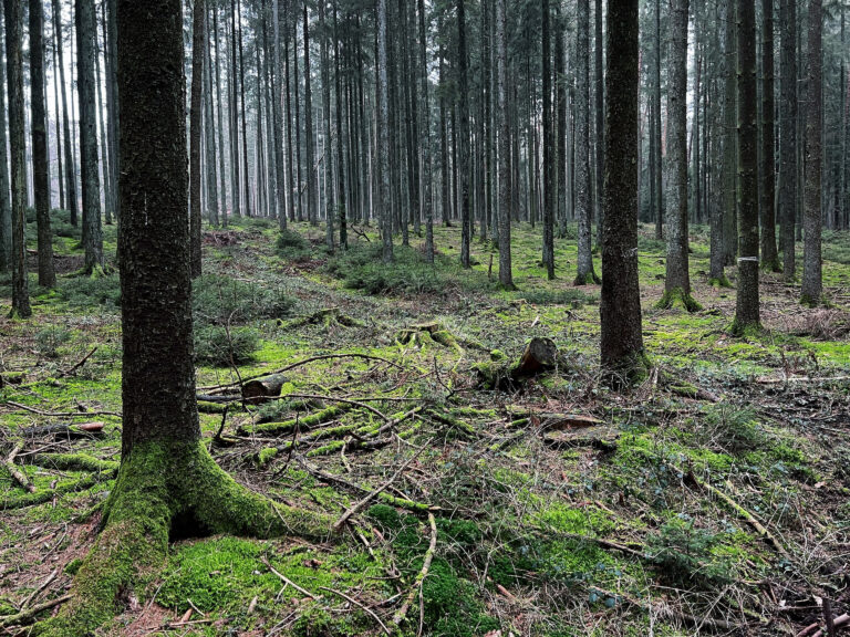 Wald