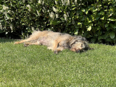 enjoying the sun