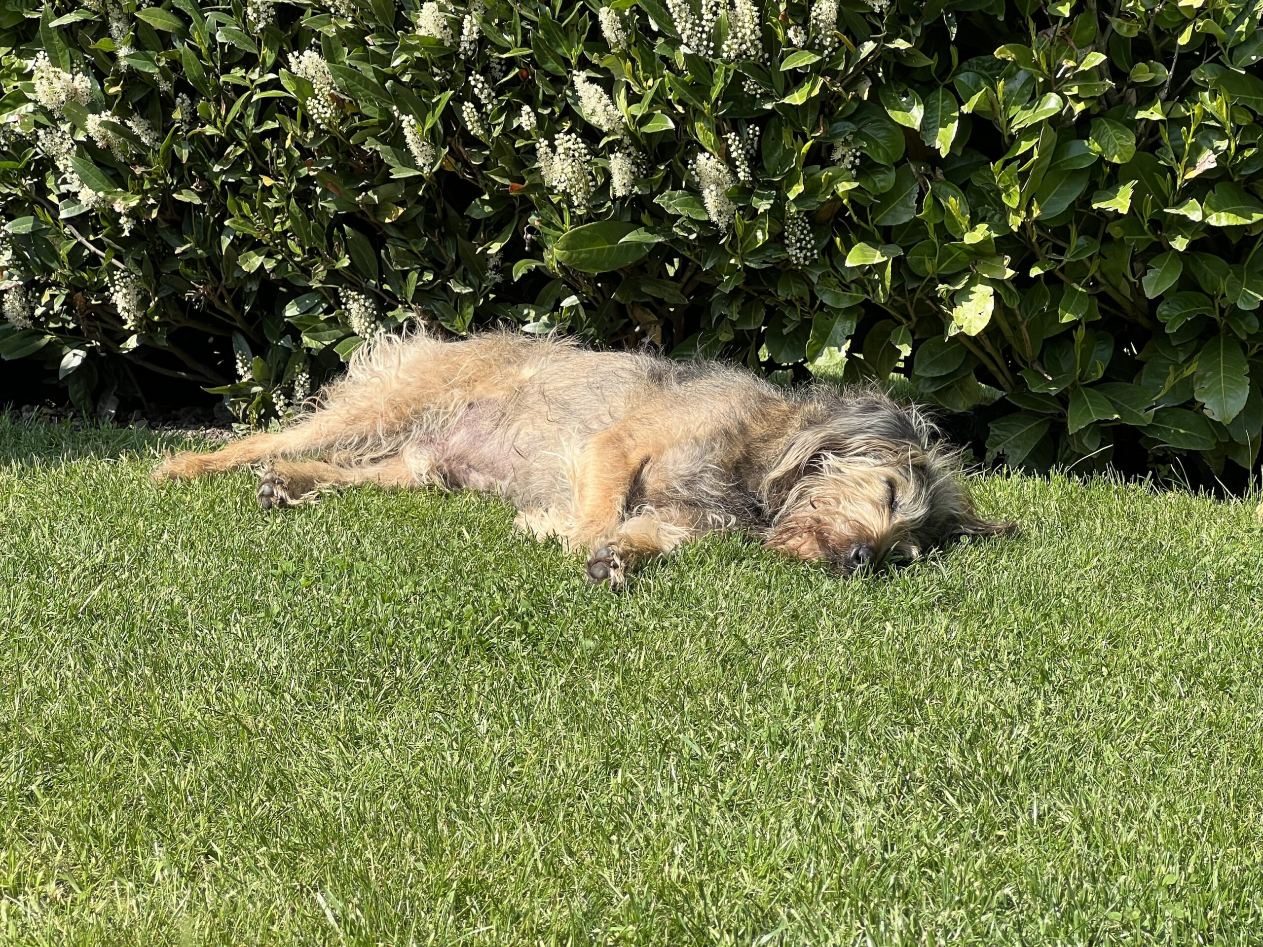 My fourteen years old dog is enjoying the sun