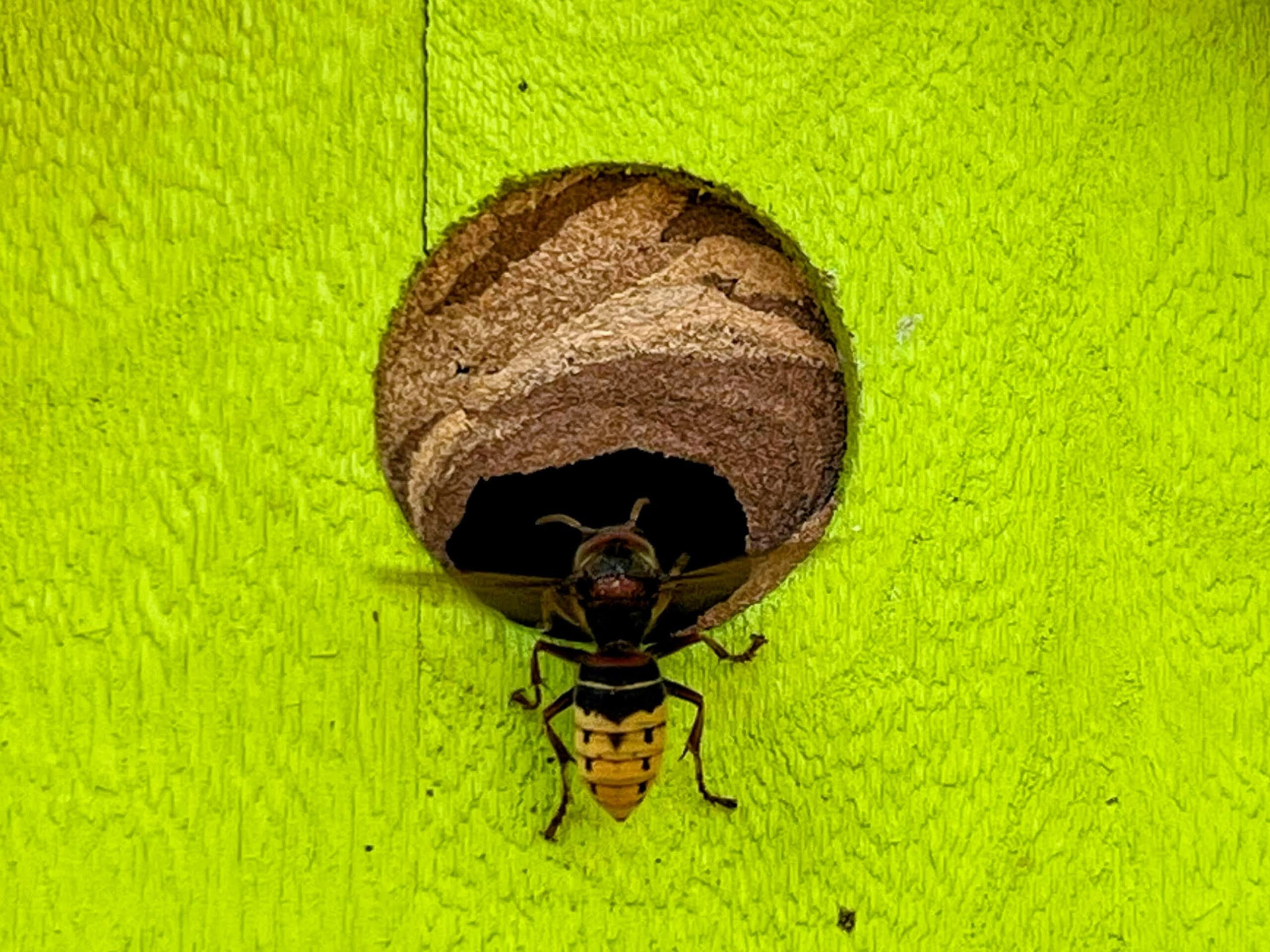 New neighbors, nest under construction. 
European hornet (vespa crabro)