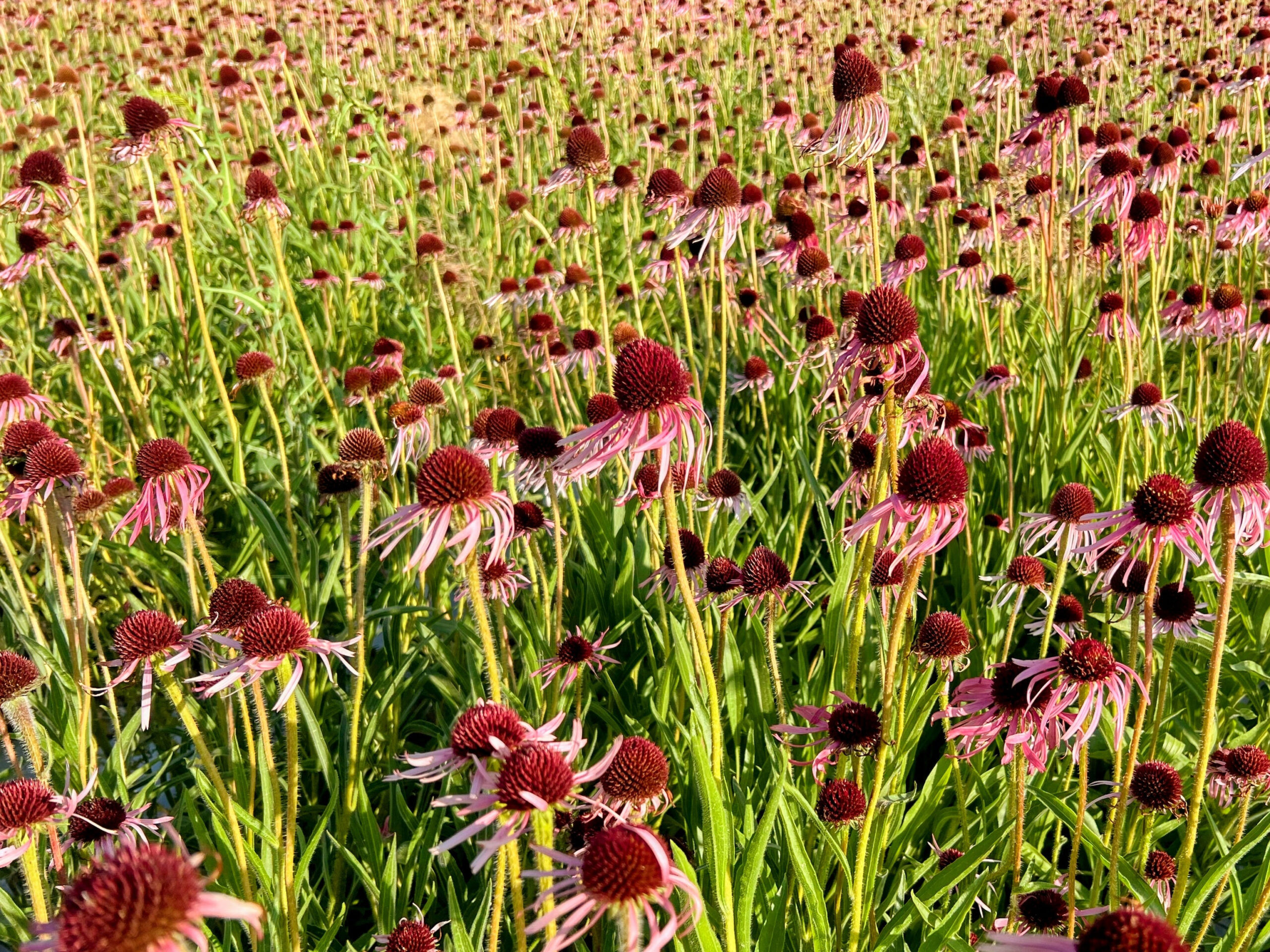 Echinacea