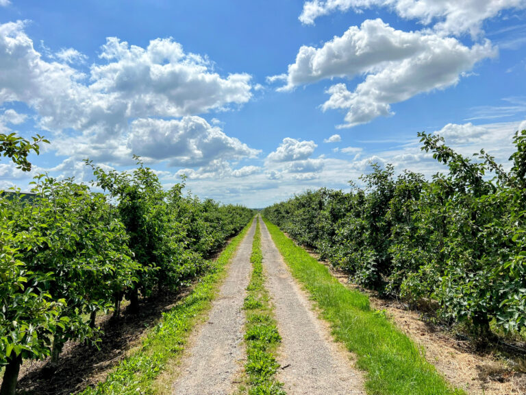 Altes Land