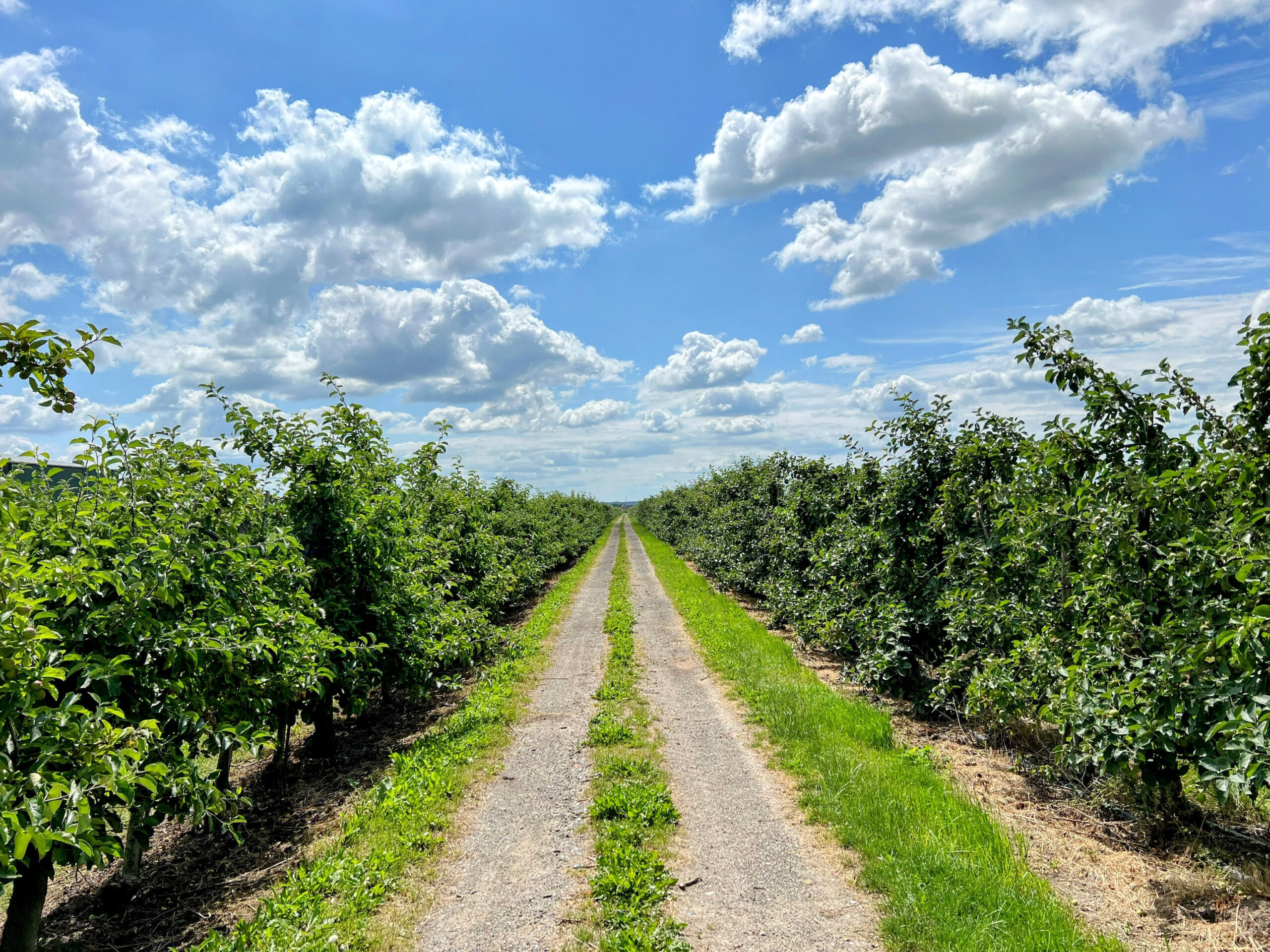 Altes Land

„The region – the biggest contiguous fruit-producing region in North Europe – extends over 143 km2 (55 sq mi).“ [https://en.wikipedia.org/wiki/Altes_Land]