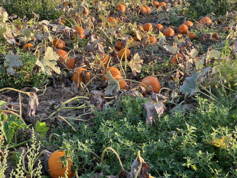 Pumpkins
