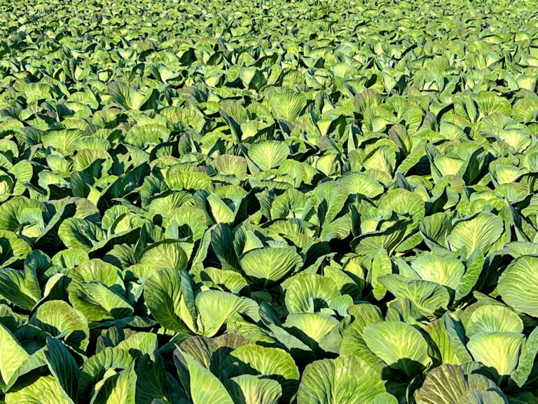 Kohl