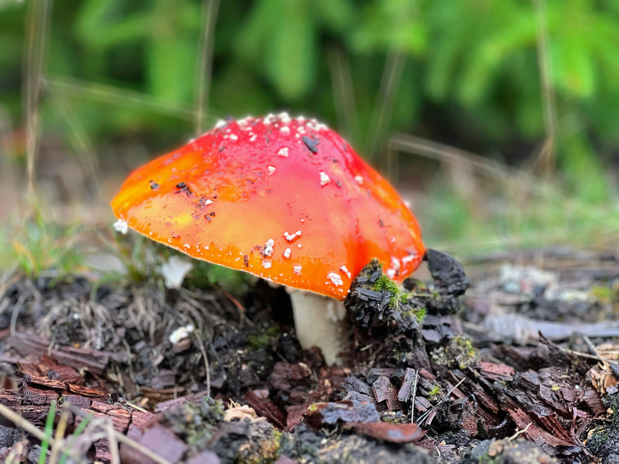 Fliegenpilz