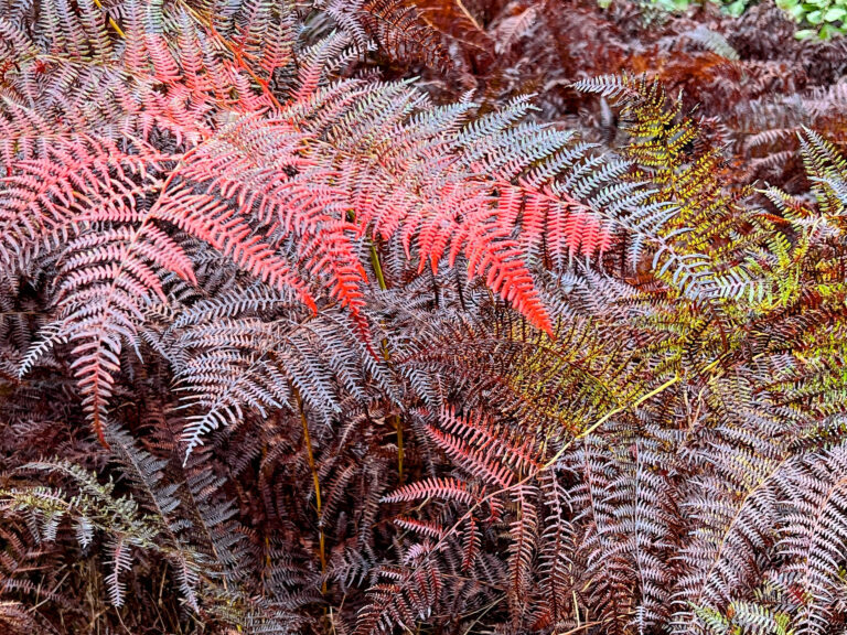 red brown red-brown… you name it