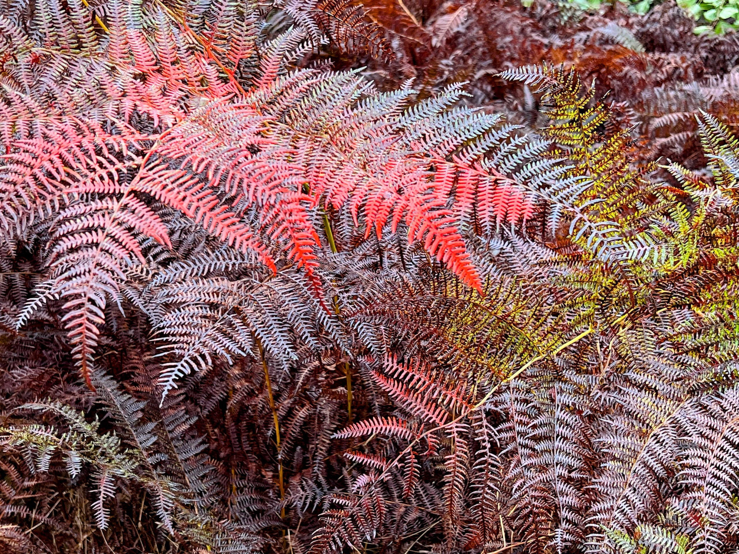 red brown red-brown… you name it