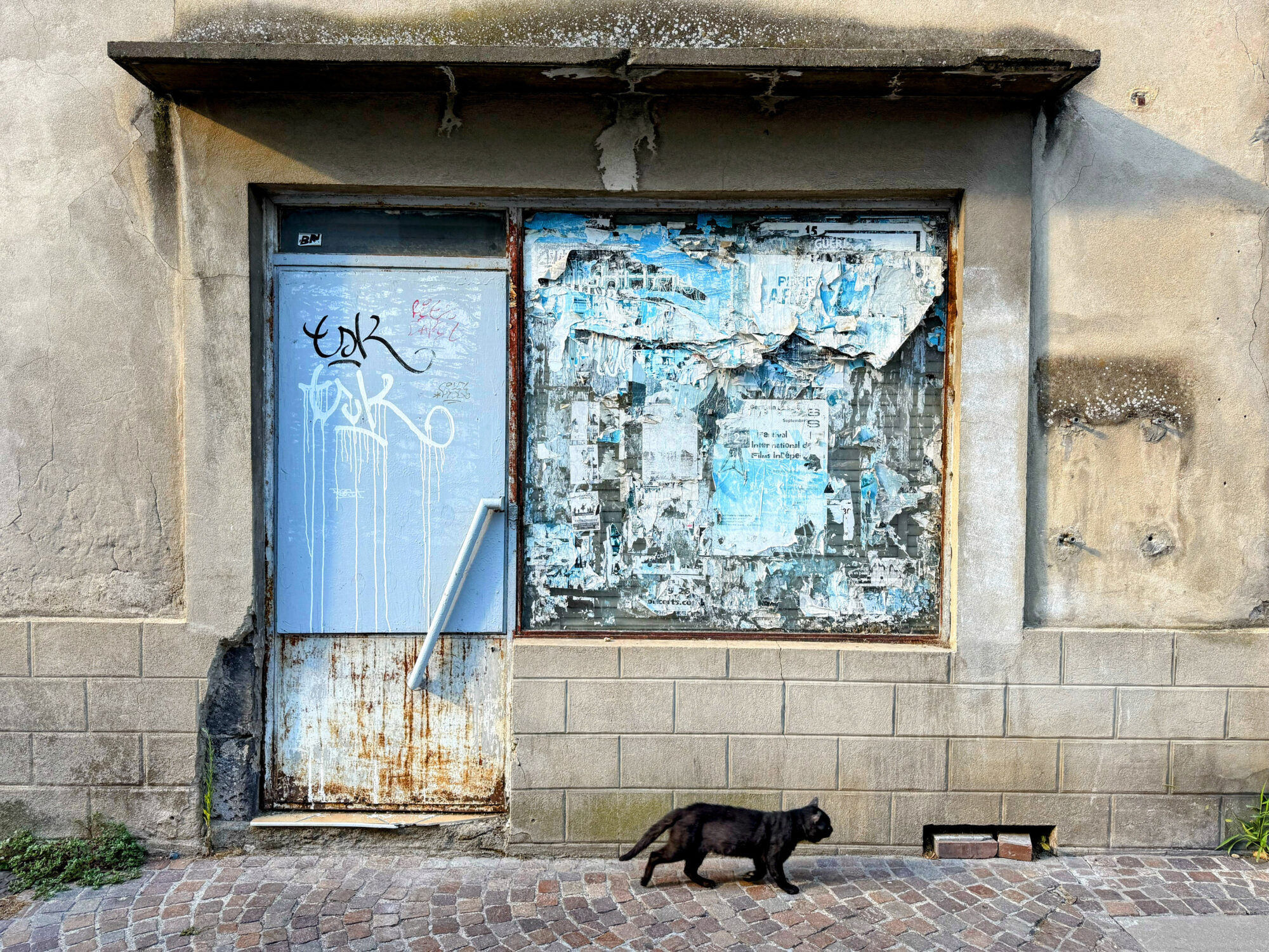 schwarze Katze von links