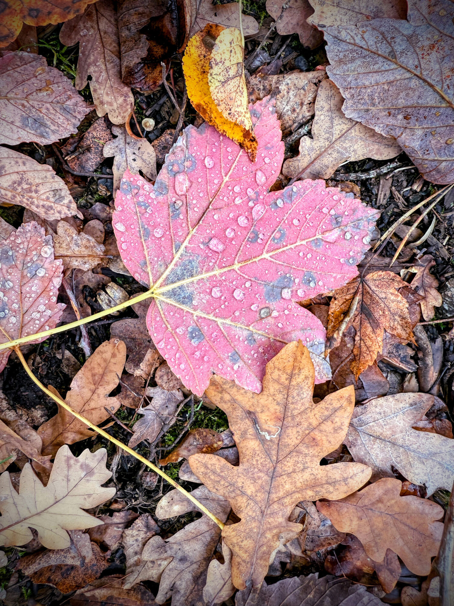 November
