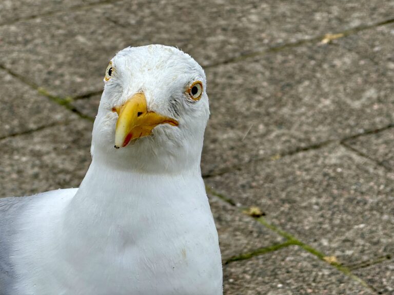 Ach guck