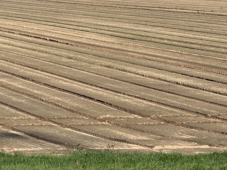 Feld mit diagonalen Traktorspuren. Sandboden.