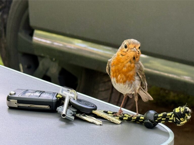 Ein Rotkehlchen sitzt sehr nah auf meinem Autoschlüssel